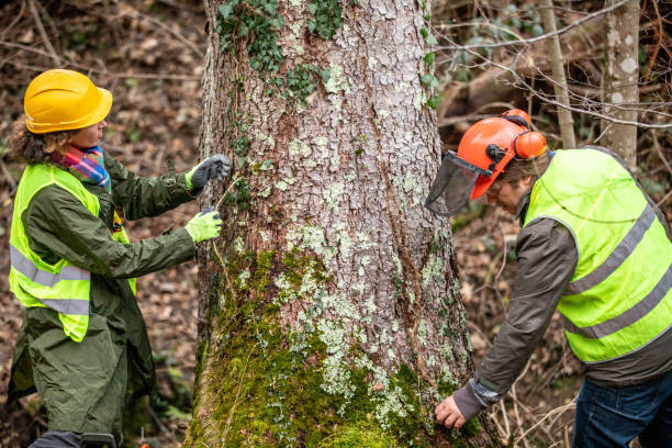 Trusted Drumright, OK Tree Removal Services Experts